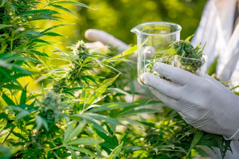 Projet de loi sur la lgalisation du cannabis1 le212 News